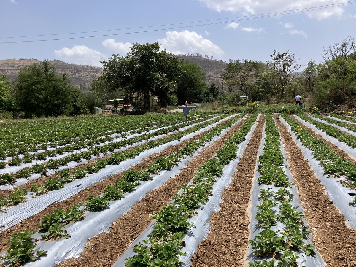 The plot — open field cultivation in the Sahyadri foothills