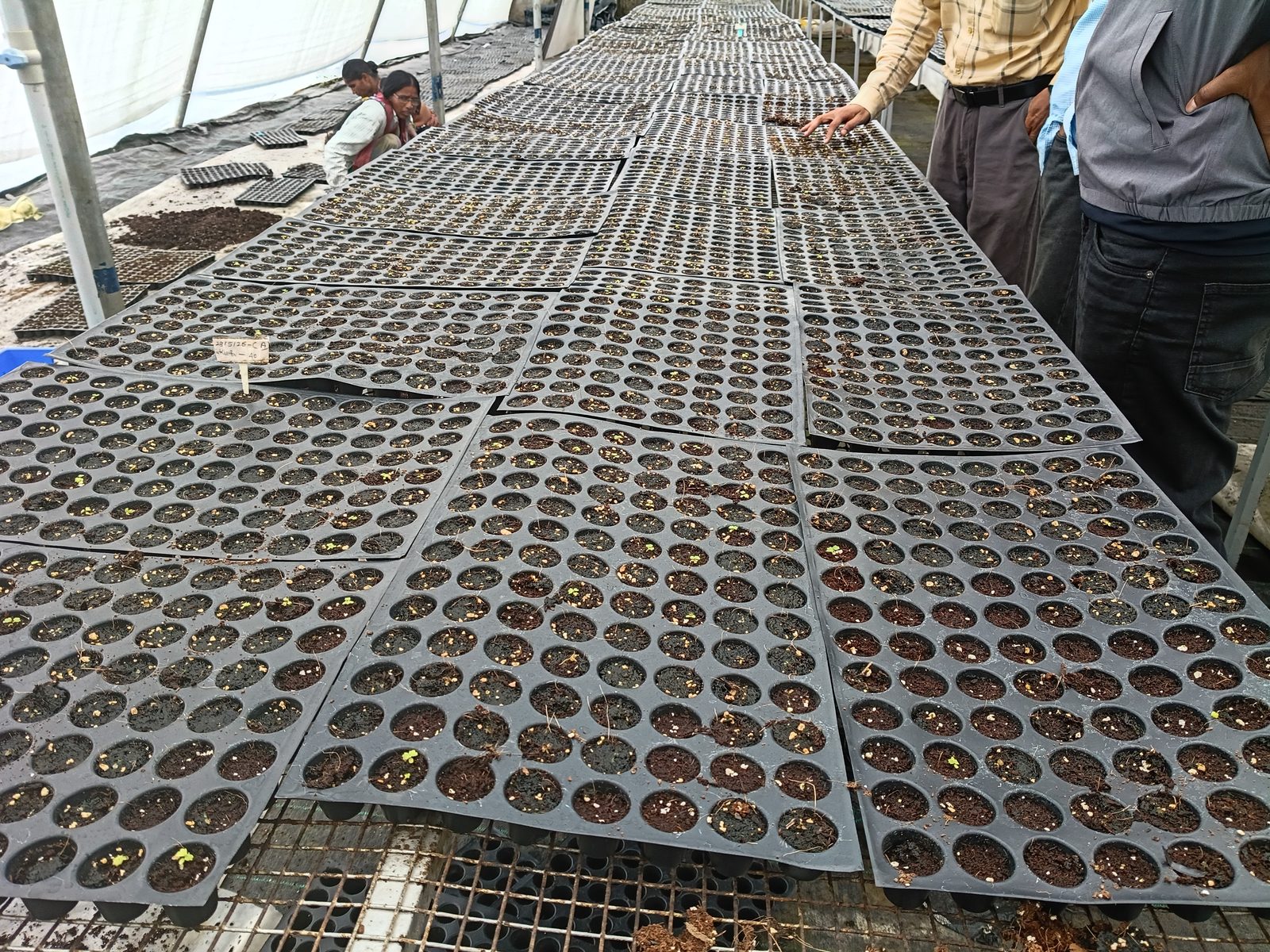 Field notes: germination check at the Igatpuri nursery