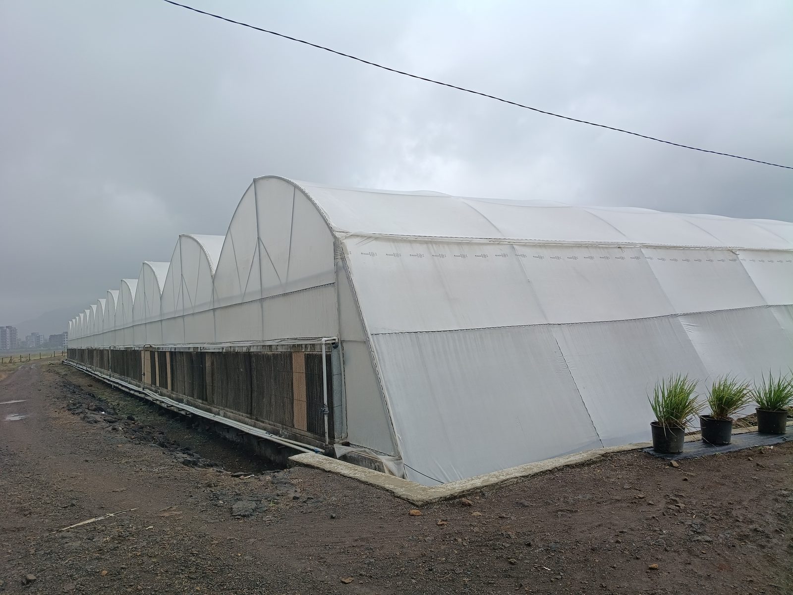 The Igatpuri nursery polyhouse under a grey monsoon sky, cooling pads running along its flank