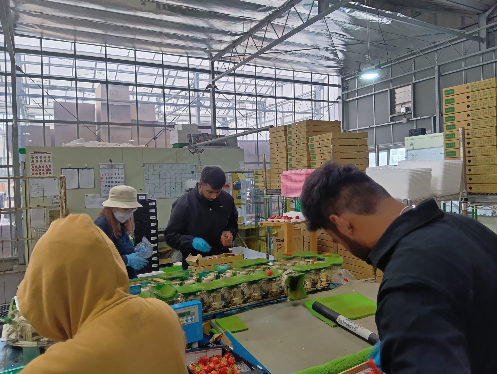 Hands-on work on the grading line in the Suzuki Farm packhouse, sorting strawberries into trays by size