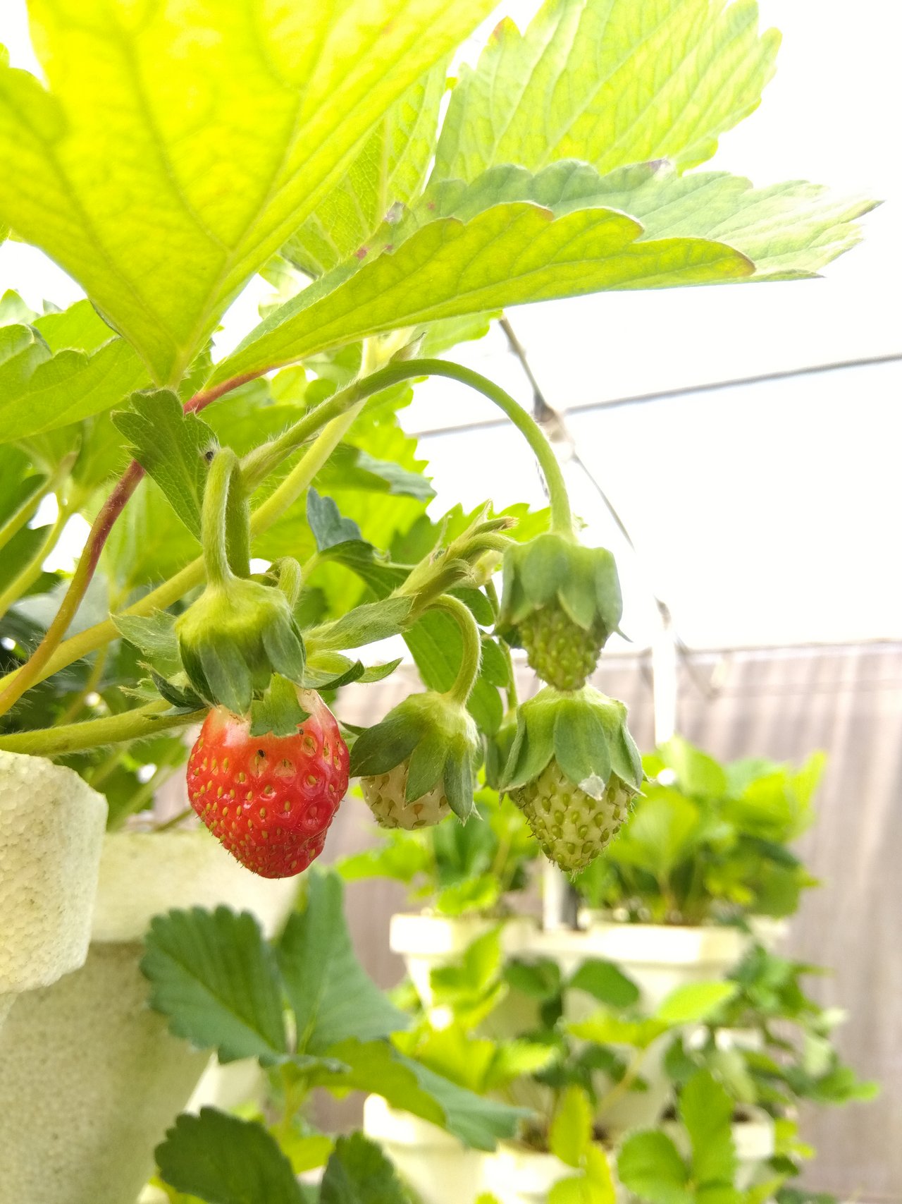 Close-up of a strawberry plant on a white vertical tower in the polyhouse, with one ripe red berry and several green developing berries backlit against the greenhouse