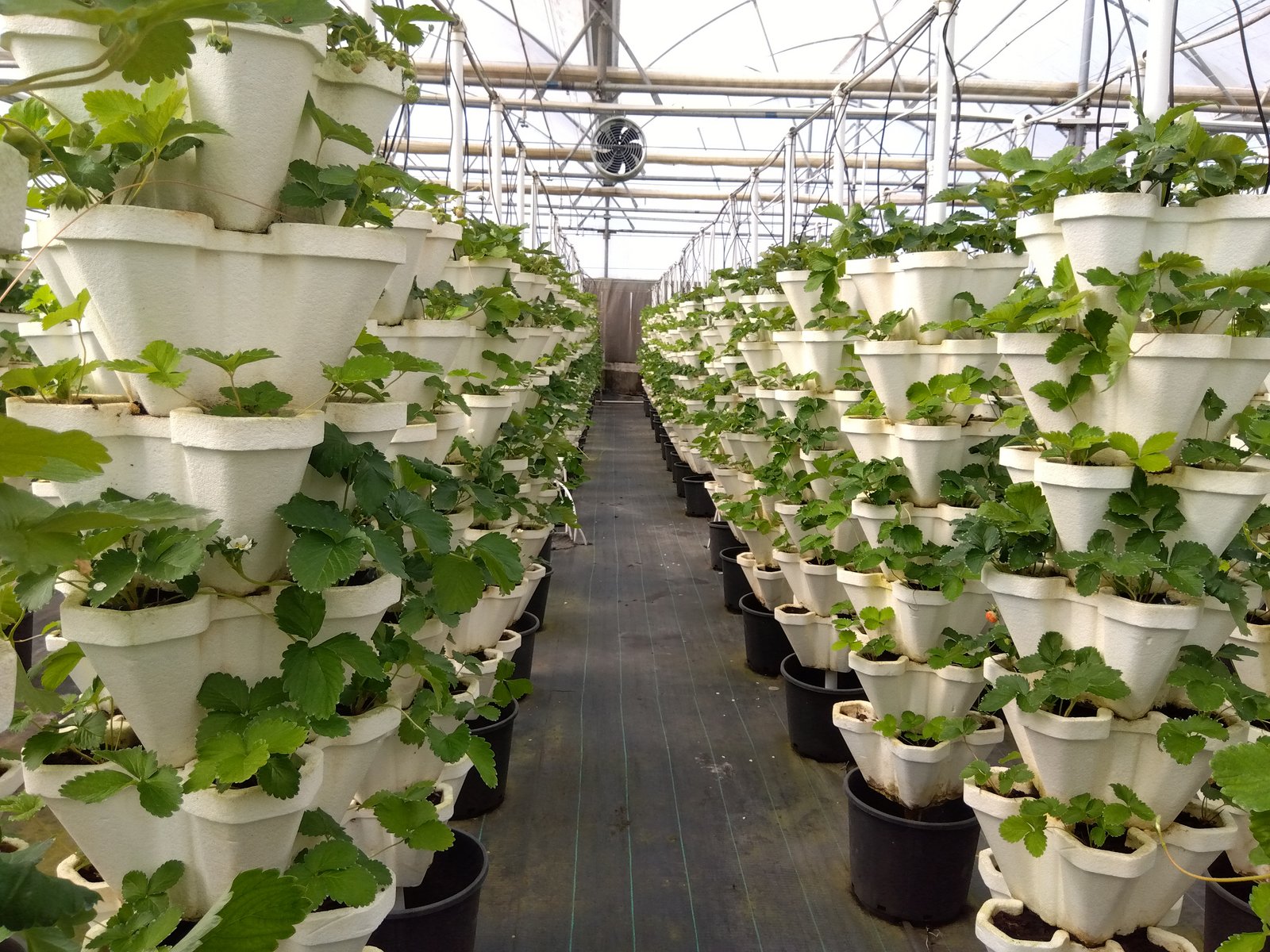 Off the ground: inside ICHIGO's Vertigrow polyhouse