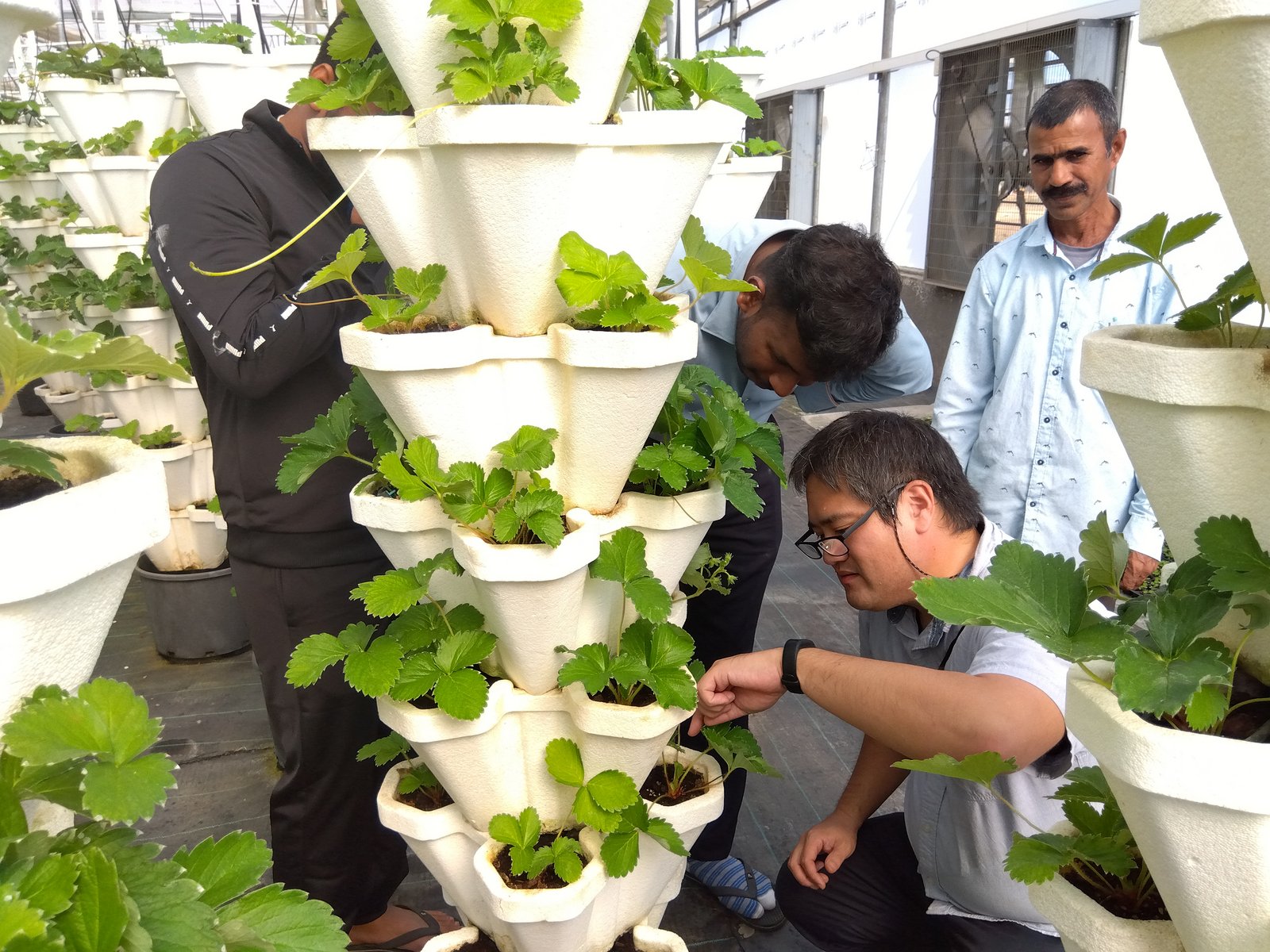 A Japanese agricultural supervisor crouching to inspect a strawberry plant on a vertical tower while Indian farm team members look on inside the polyhouse